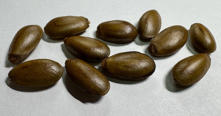 Soursop (Annona muricata) Seeds